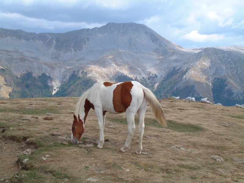 Animali al pascolo